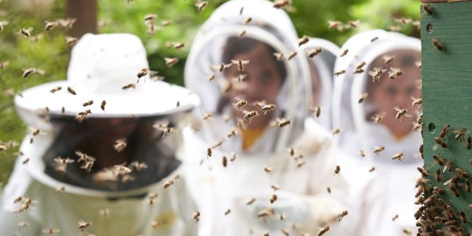 Young beekeepers working with bees